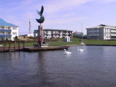 Svanir á tjörninni í skrúðgarði.