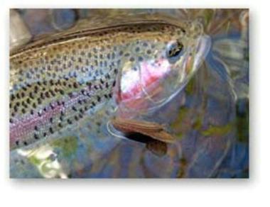 Regnbogasilungi hefur verið sleppt í Seltjörn