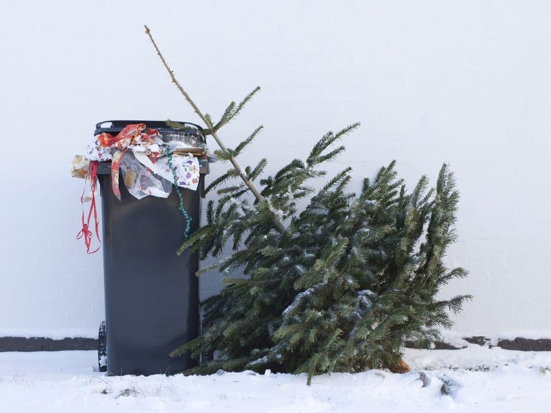 Hirðing jólatrjáa