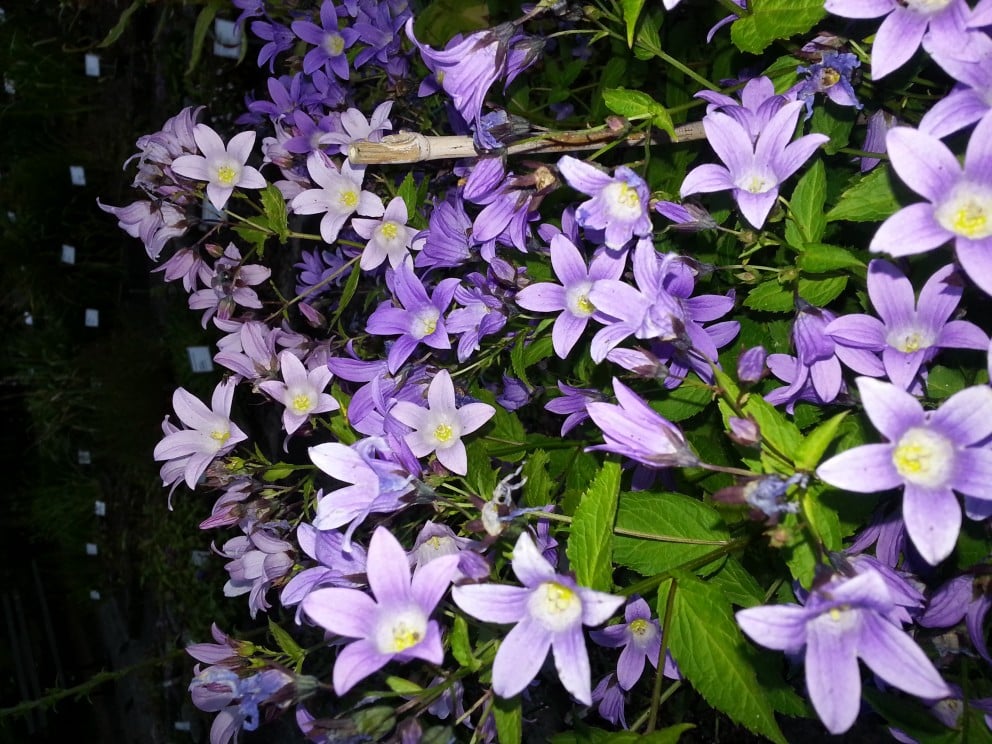 Úr náttúru Íslands.