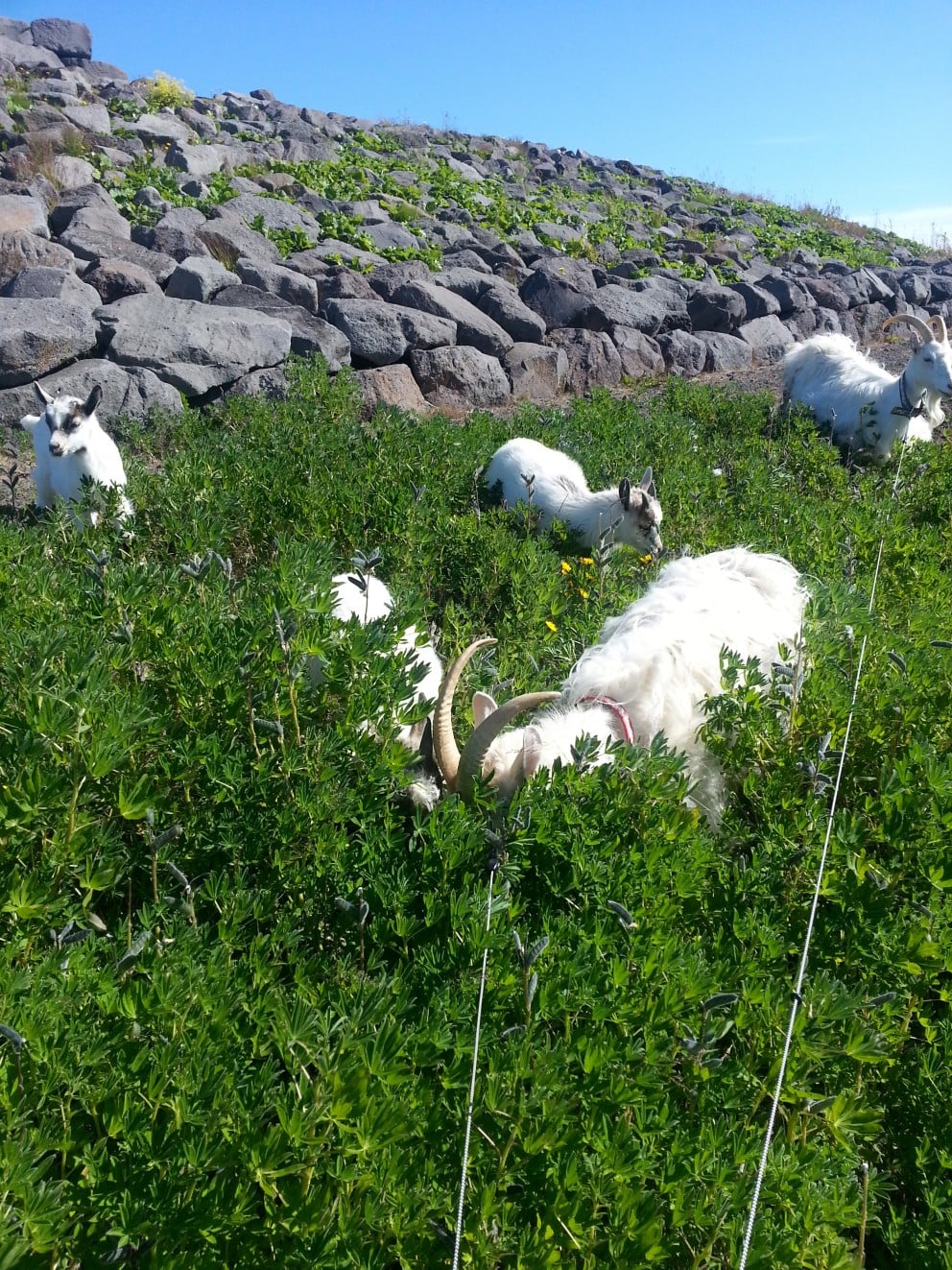 Geiturnar við Kamb.