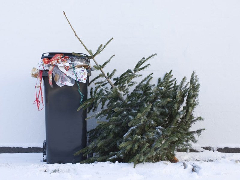 Best er að setja jólatréið út fyrir lóðamörk