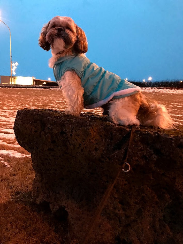 Kóngur í ríki sínu.