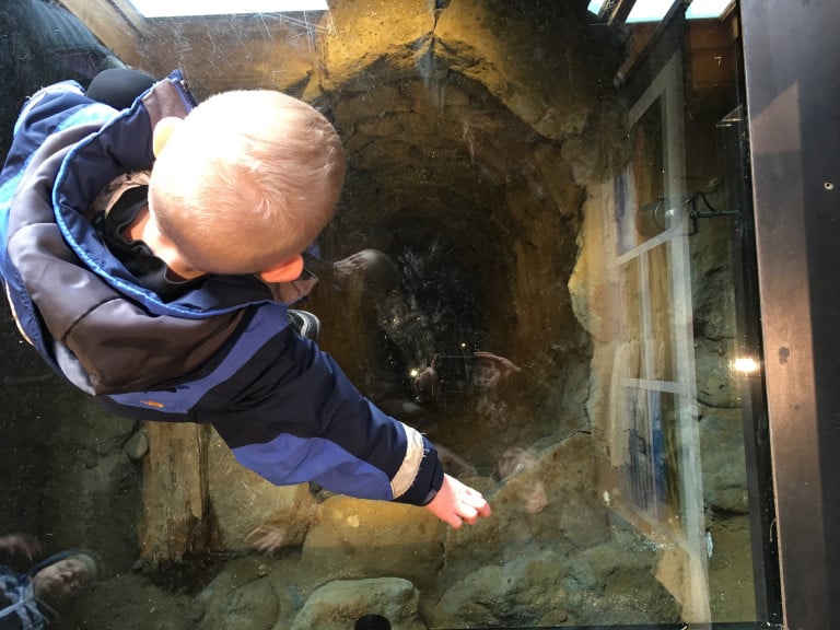 Frá safnahelgi 2017. Ungur safngestur horfir ofan í Duusbrunn í Bryggjuhúsi Duus Safnahúsa. Það er …